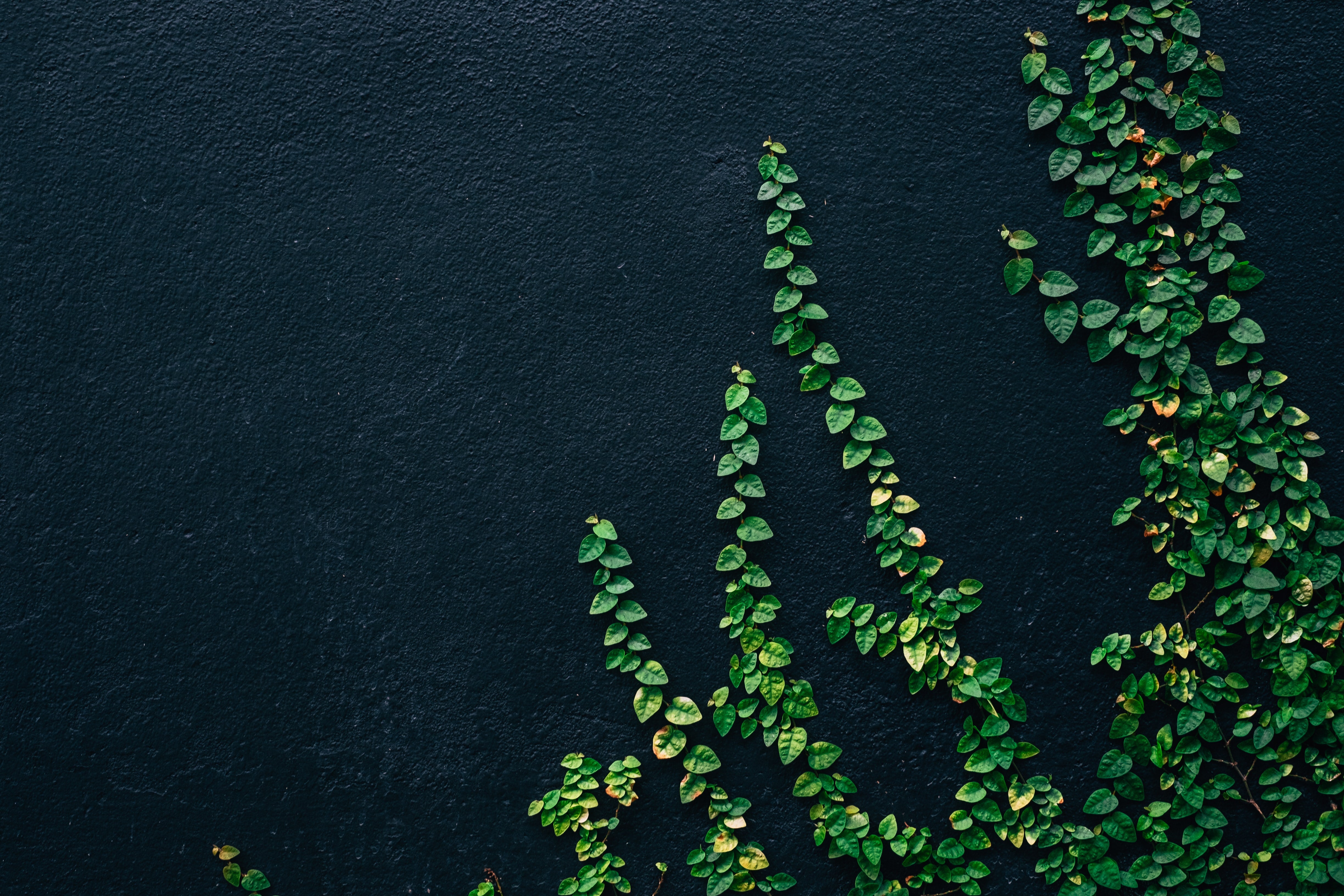 Las plantas en el mundo urbano